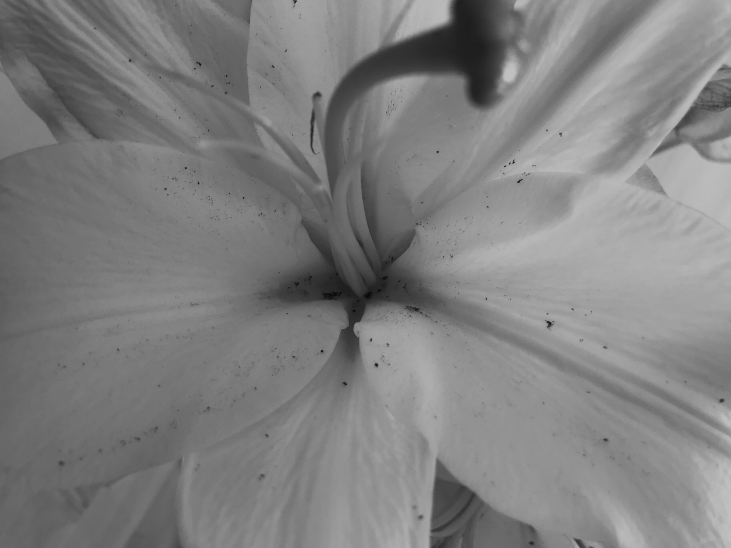 BEHOLDER – Marie Pasichnichenko